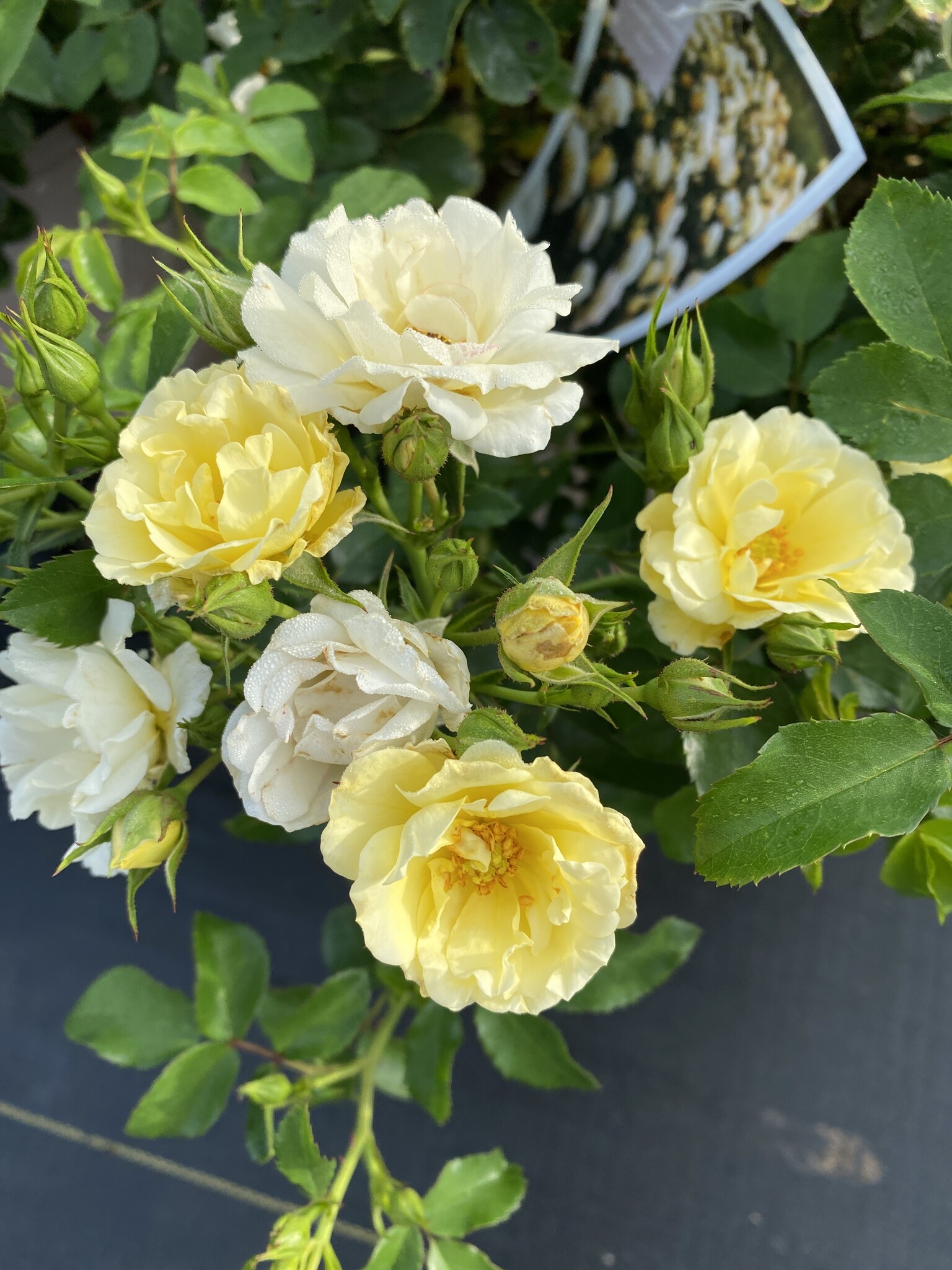 POPCORN DRIFT® GROUNDCOVER ROSE BUSH, 3 GALLON