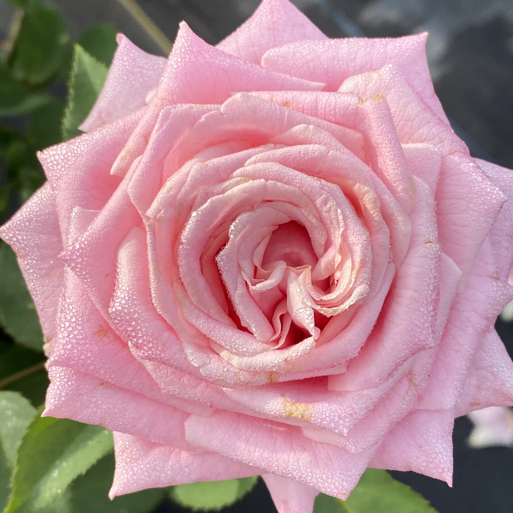 ROSE, 'BELINDA'S DREAM', (PINK), 3G