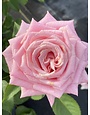 'BELINDA'S DREAM' ROSE, 3 GALLON