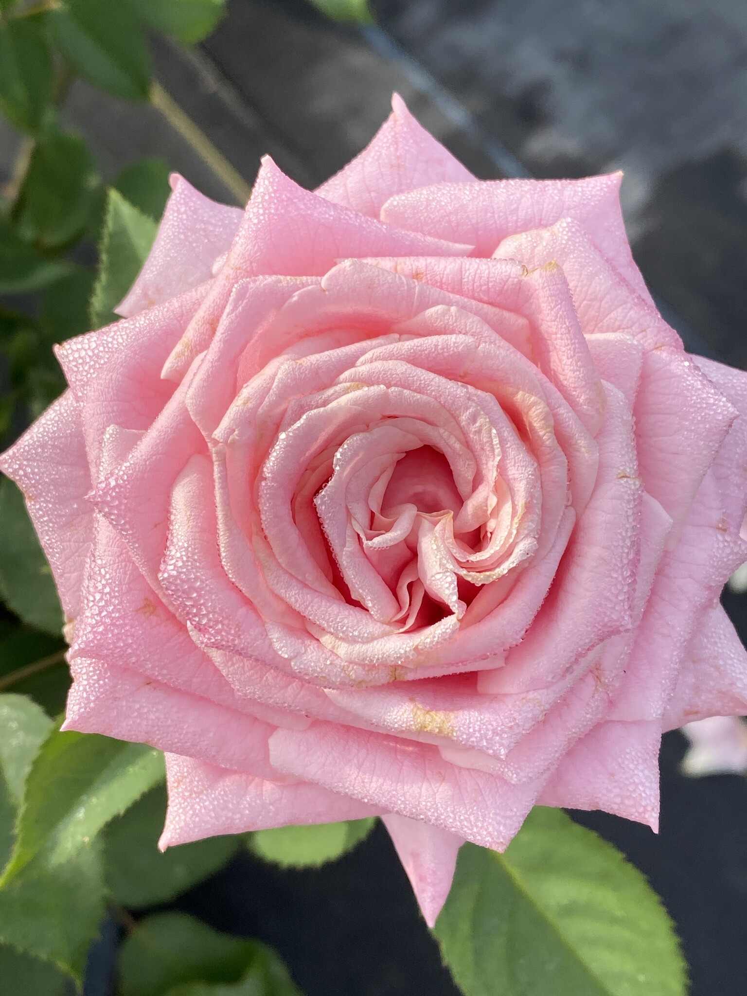 'BELINDA'S DREAM' ROSE, 3 GALLON