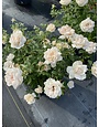'ICE CAP'™ SHRUB ROSE, 3 GALLON