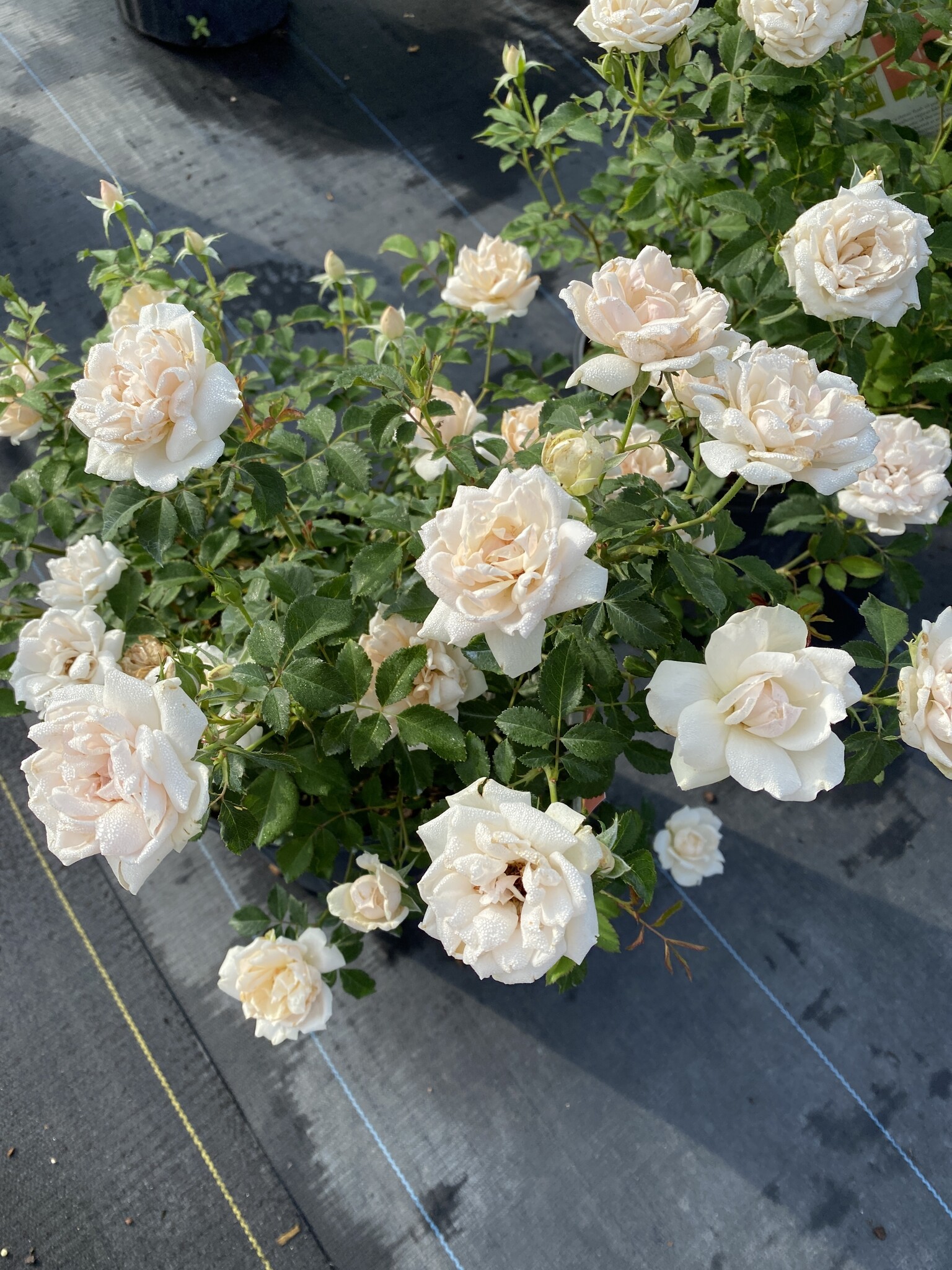 ROSE, 'ICE CAP' (white), 3G