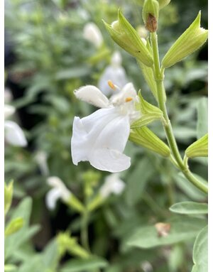 SALVIA, 'GREGGII WHITE', 1G*