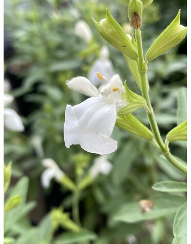 SALVIA, 'GREGGII WHITE', 1G*