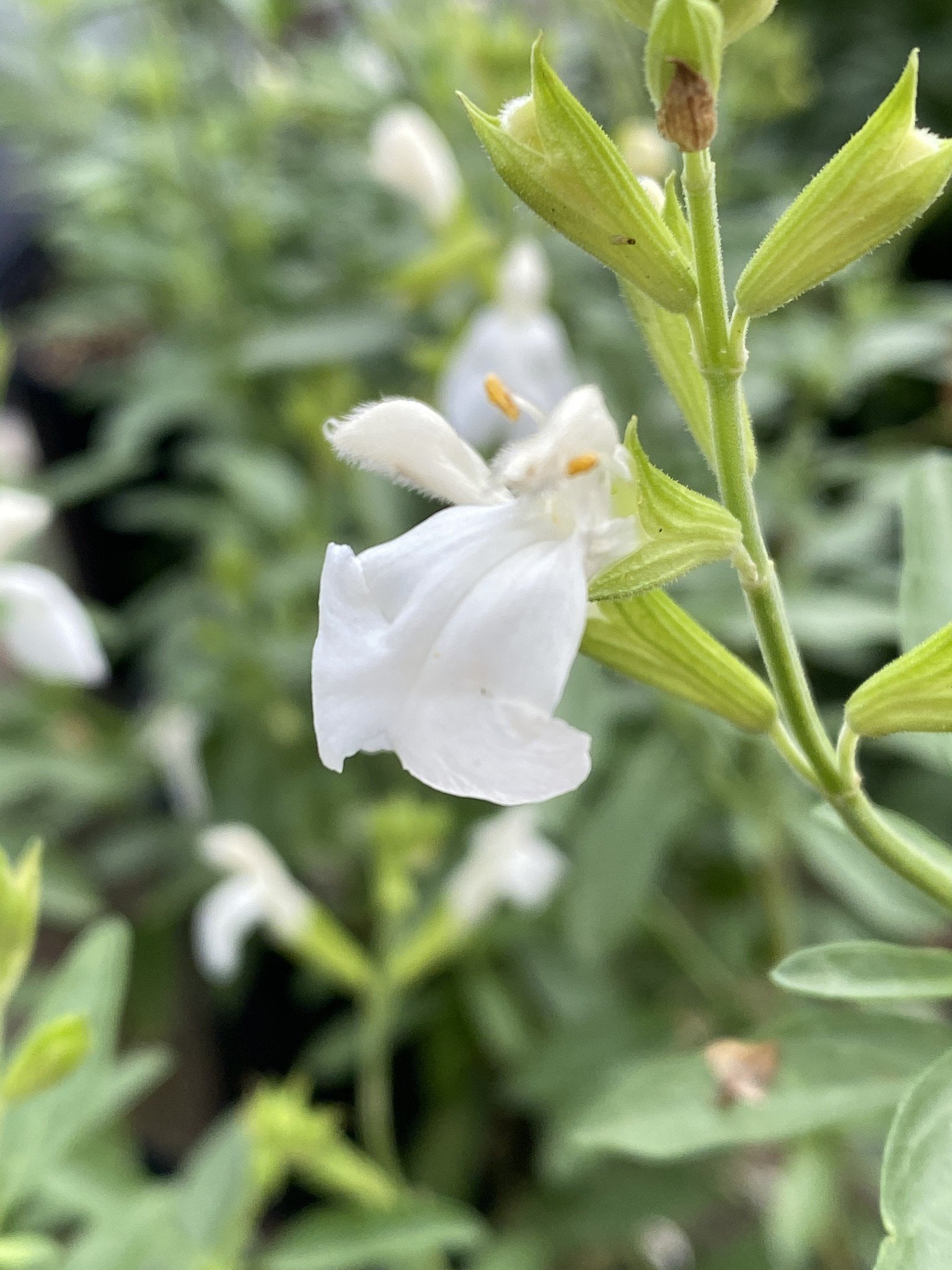 GREGGII WHITE SALVIA PLANT, 1 GALLON