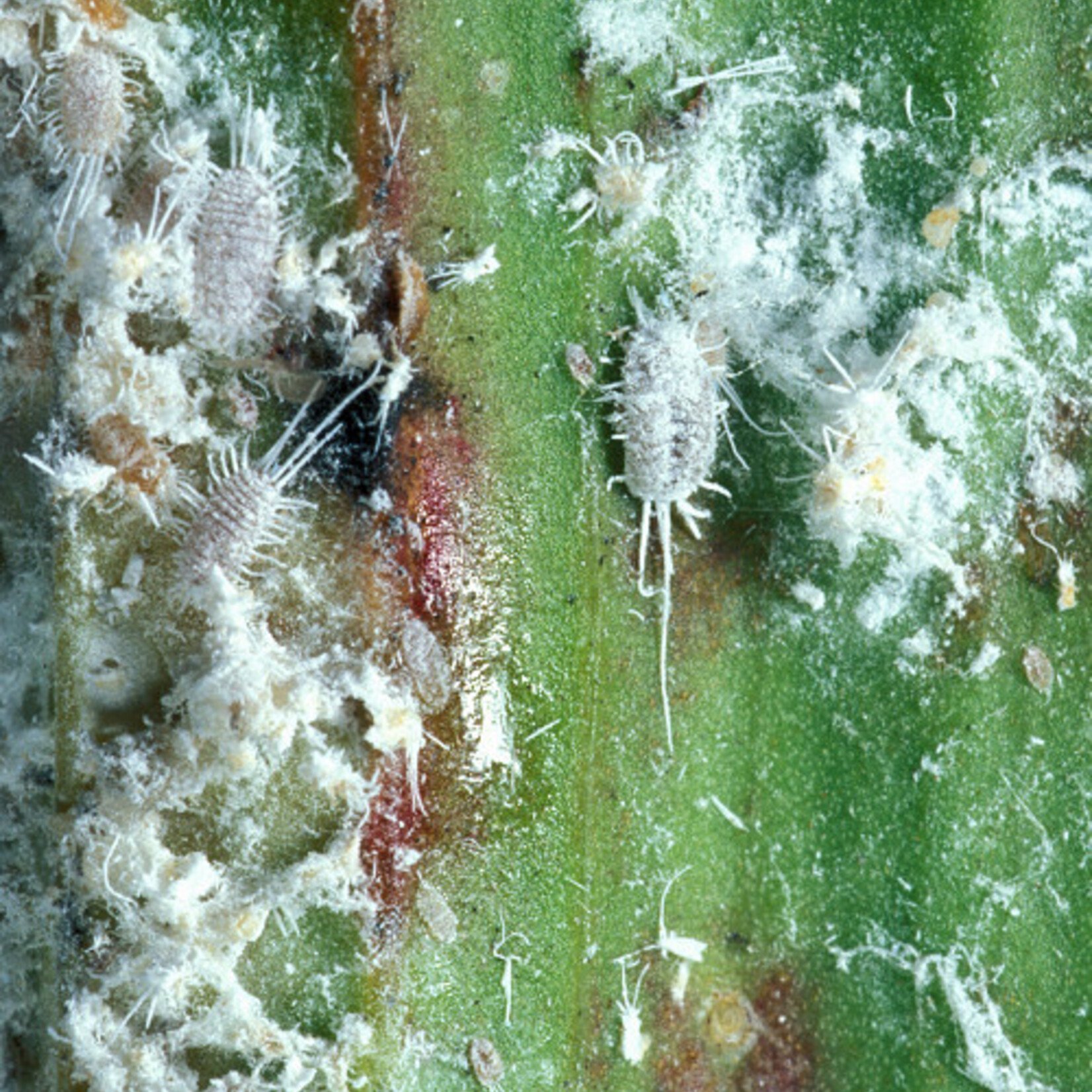 Insect, Mealy bugs