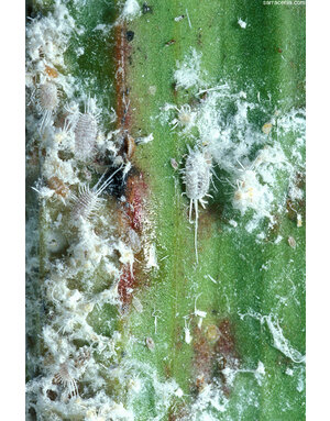 Insect, Mealy bugs