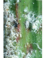 Insect, Mealy bugs