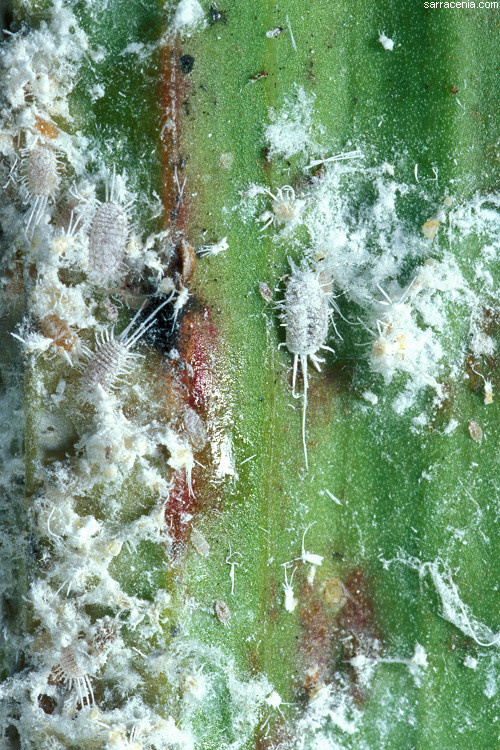 Insect, Mealy bugs