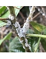 Insect, Mealy bugs