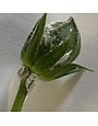 Insect, Mealy bugs