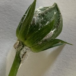 Insect, Mealy bugs