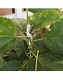 Insect, Mealy bugs