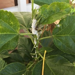 Insect, Mealy bugs