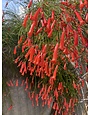 Red Firecracker Fern 3 Gallon - Russelia equisetiformis