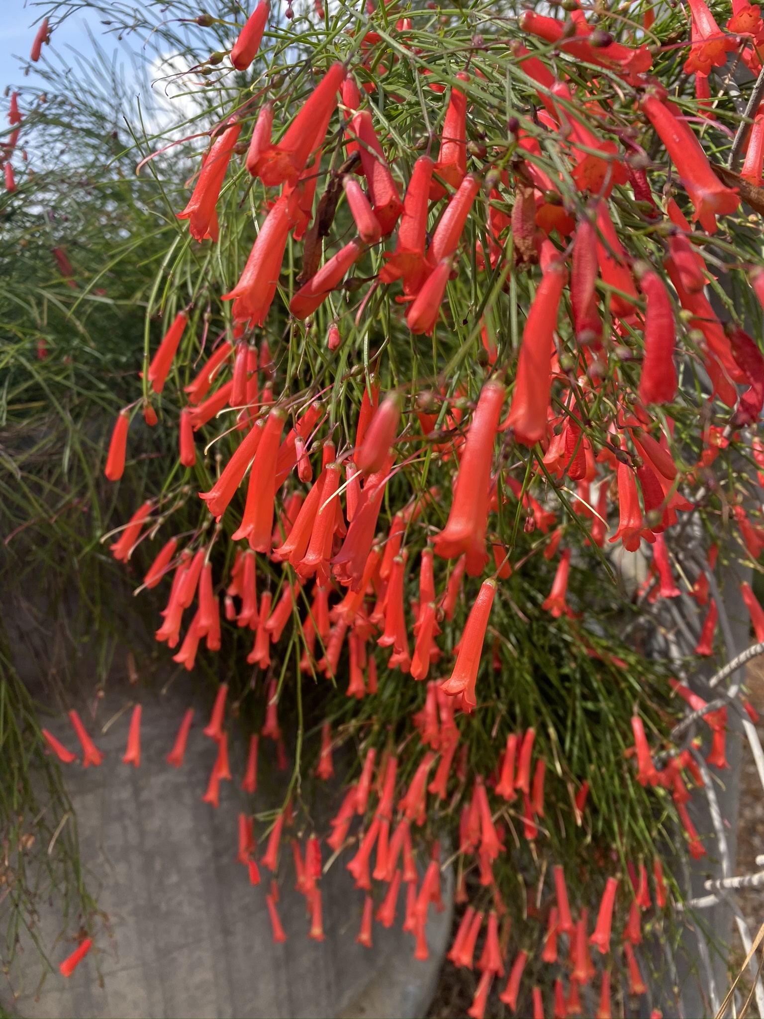 Red Firecracker Fern 3 Gallon - Russelia equisetiformis
