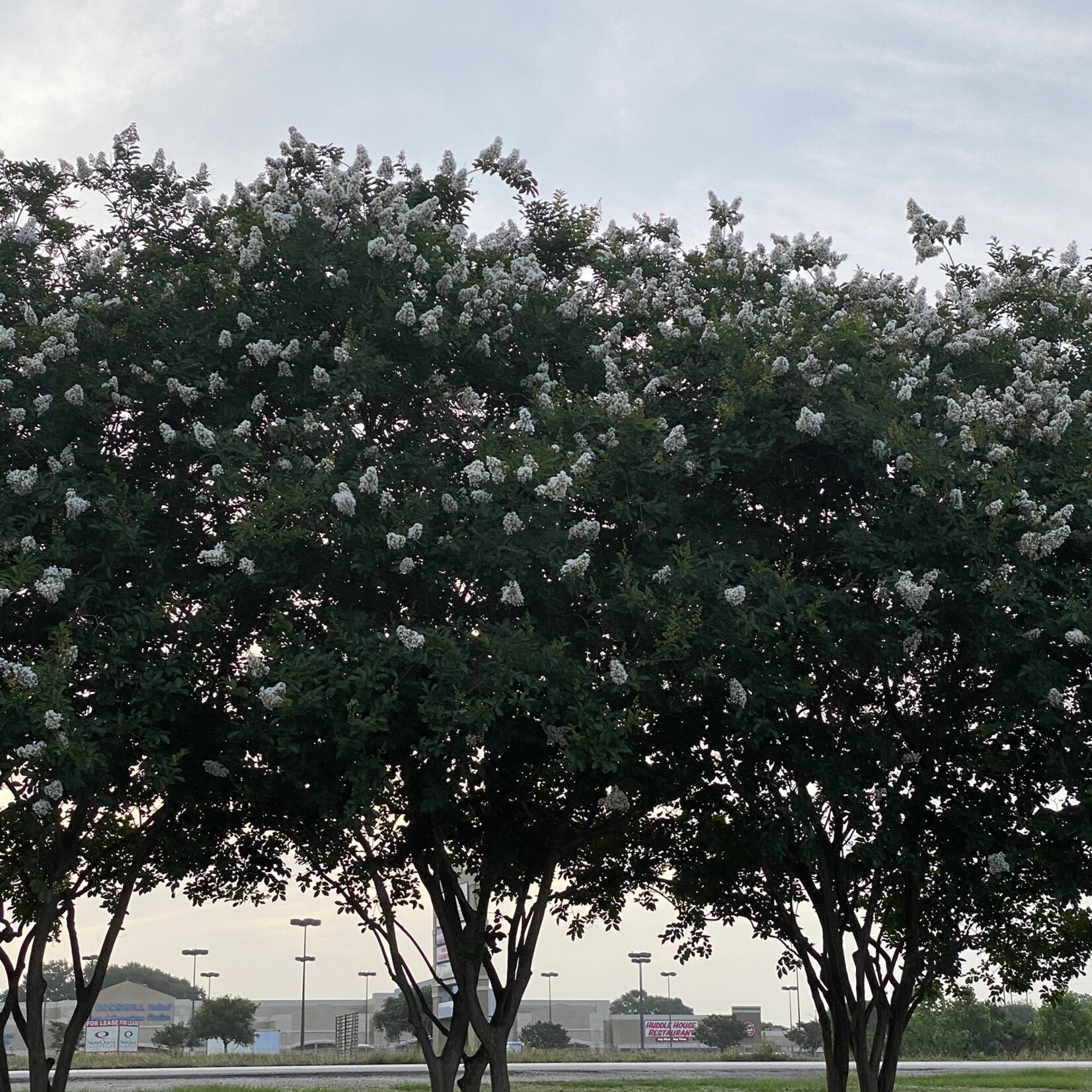 CRAPE MYRTLE, 'NATCHEZ', (white), 3G