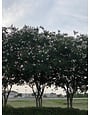 CRAPE MYRTLE, 'NATCHEZ', (white), 3G