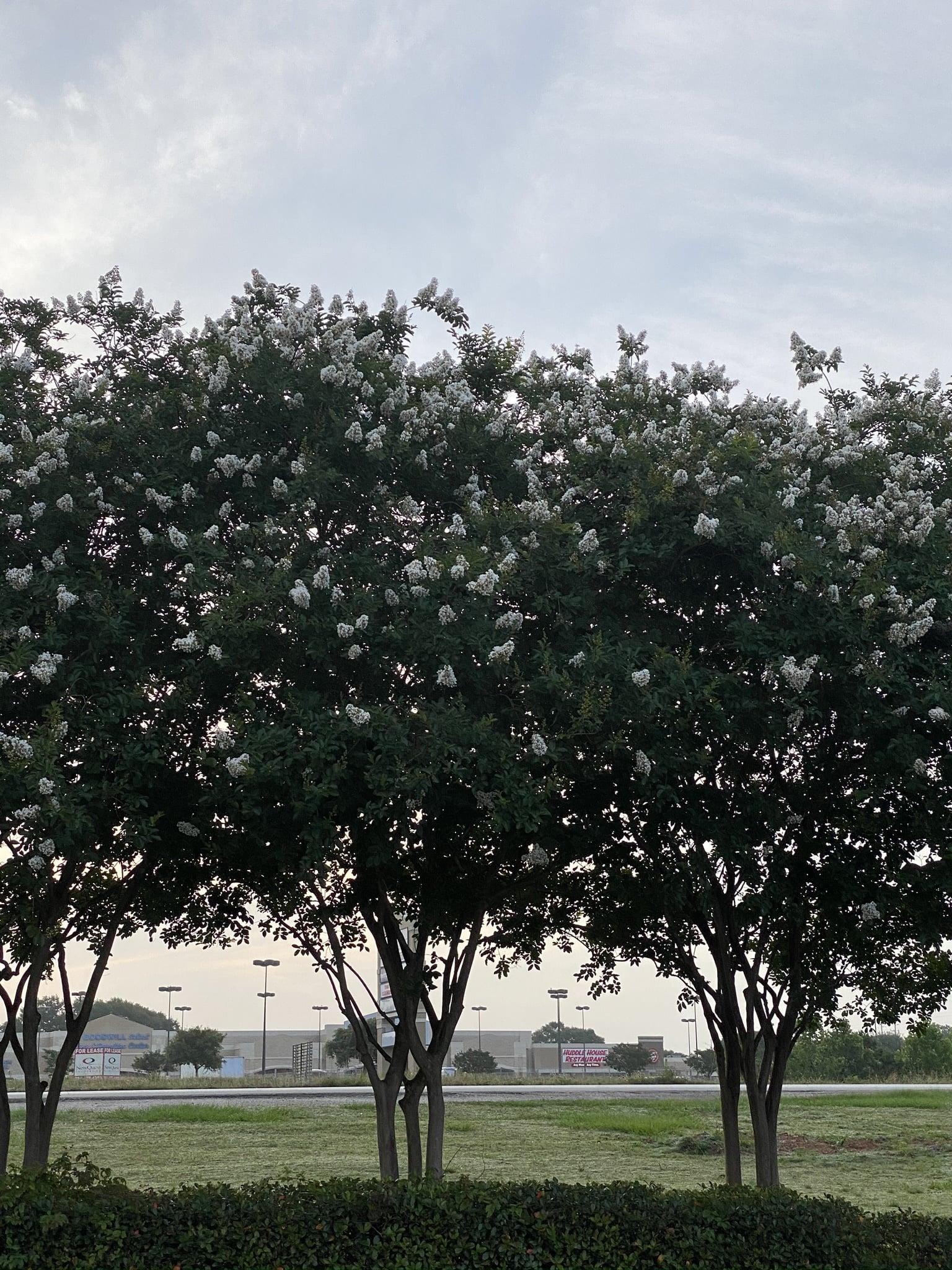 CRAPE MYRTLE, 'NATCHEZ', (white), 3G