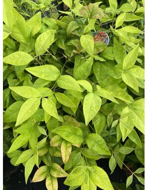 NANDINA, 'FIREPOWER' 3G