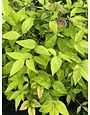NANDINA, 'FIREPOWER' 3G