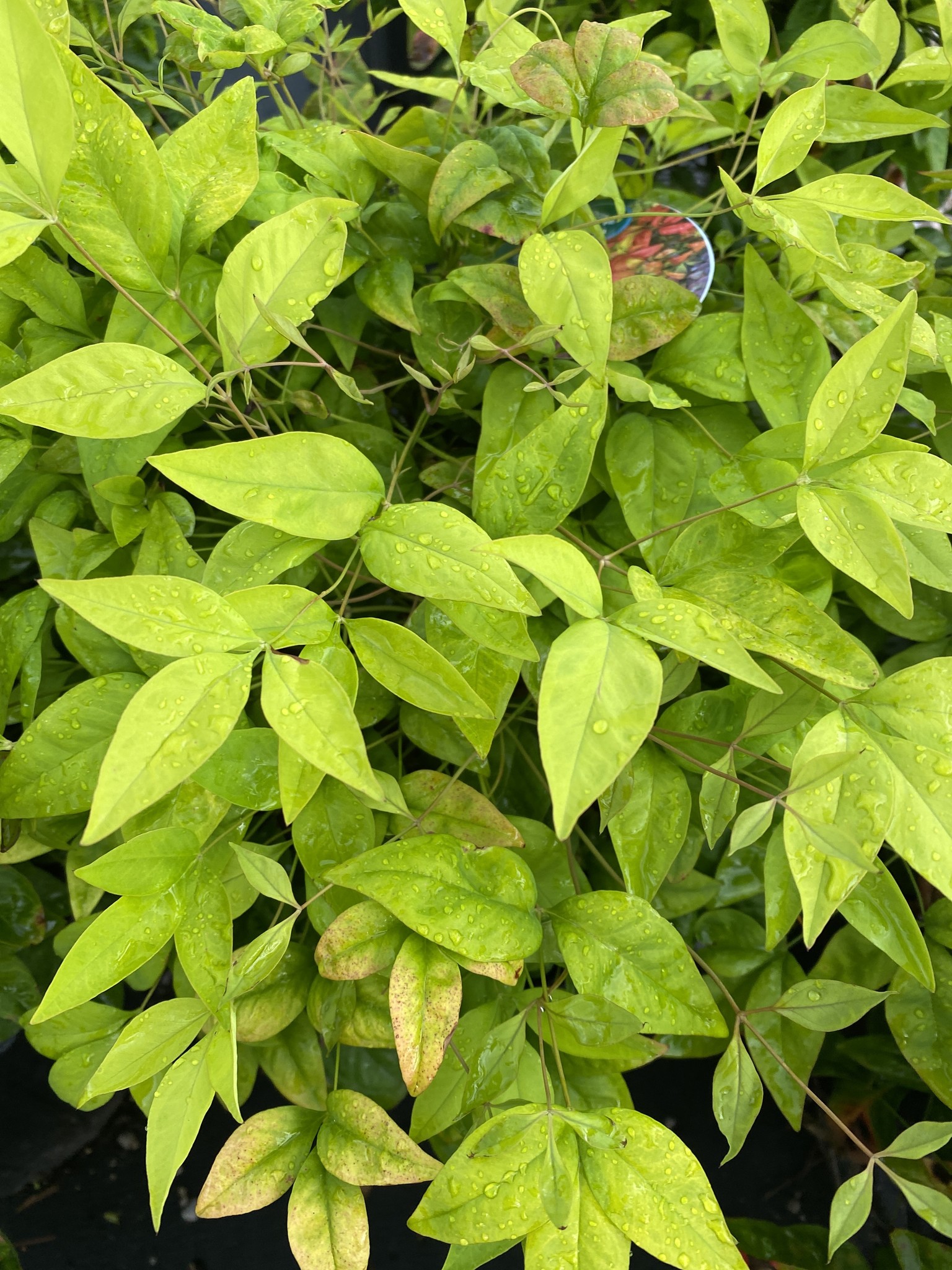 NANDINA, 'FIREPOWER' 3G