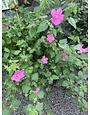 PAVONIA, ROCK ROSE 1G