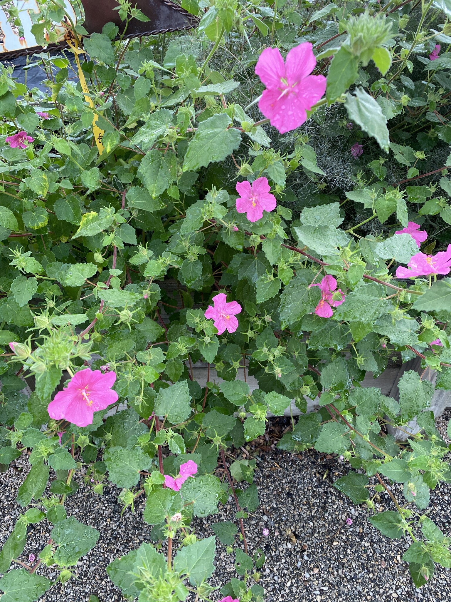 PAVONIA, ROCK ROSE 1G