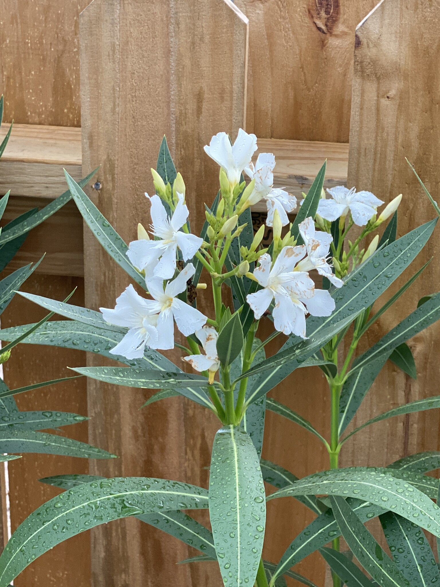 OLEANDER, 'WHITE SANDS', 3G