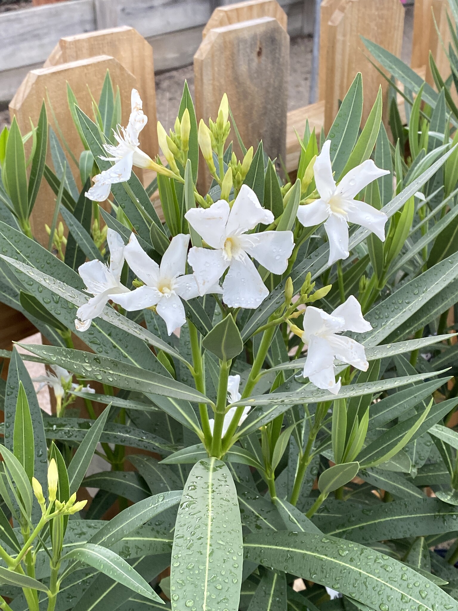 OLEANDER, 'WHITE SANDS', 3G
