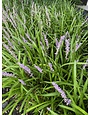 'Big Blue' Liriope 1 Gallon - Purple Flower Spikes
