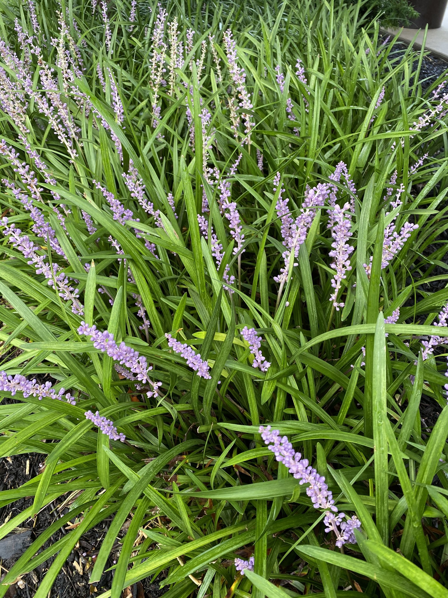 'Big Blue' Liriope 1 Gallon - Purple Flower Spikes