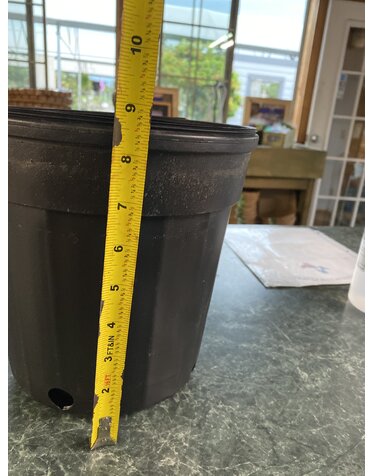Black Plastic Nursery Growing  Pot, 2 gal.