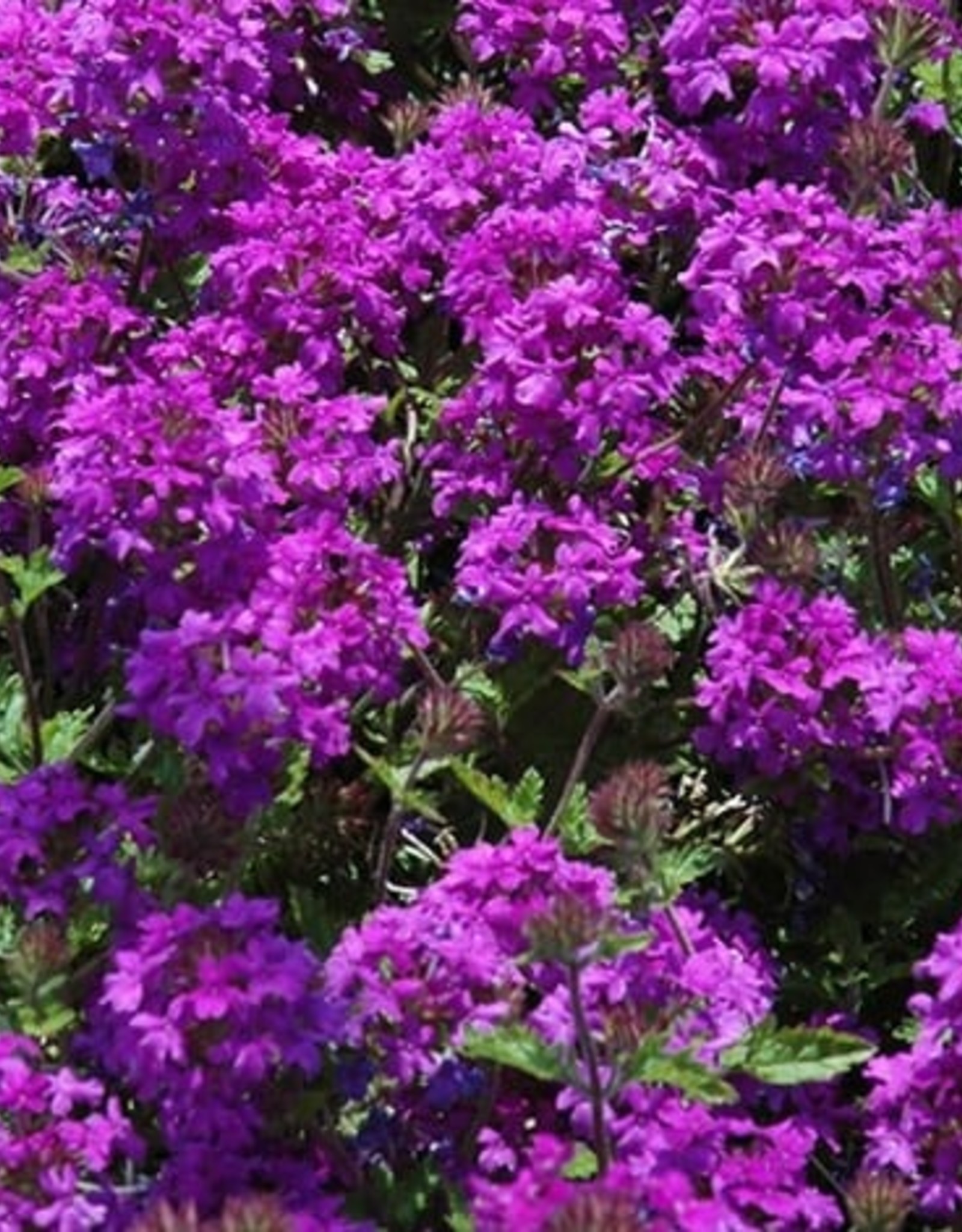 VERBENA HOMESTEAD PURPLE 1G Growers Outlet   Verbena Homestead Purple 1g 899 