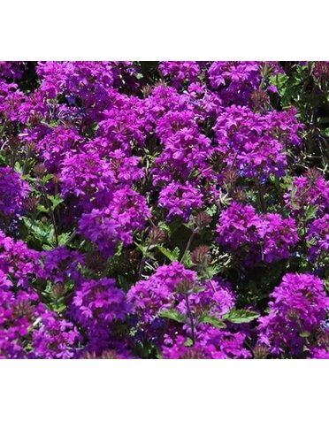 VERBENA, 'HOMESTEAD PURPLE', 1G*