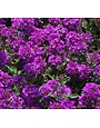 'HOMESTEAD PURPLE' VERBENA, 1 GALLON