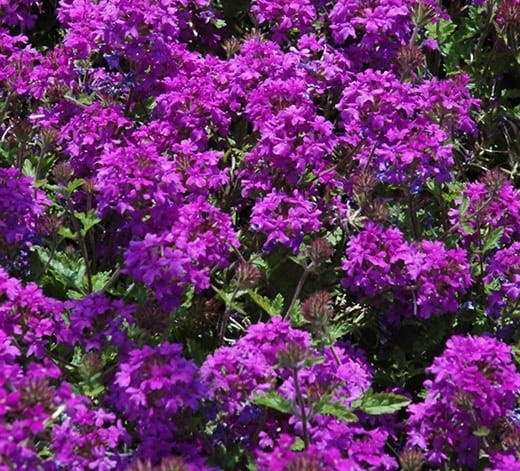 'HOMESTEAD PURPLE' VERBENA, 1 GALLON