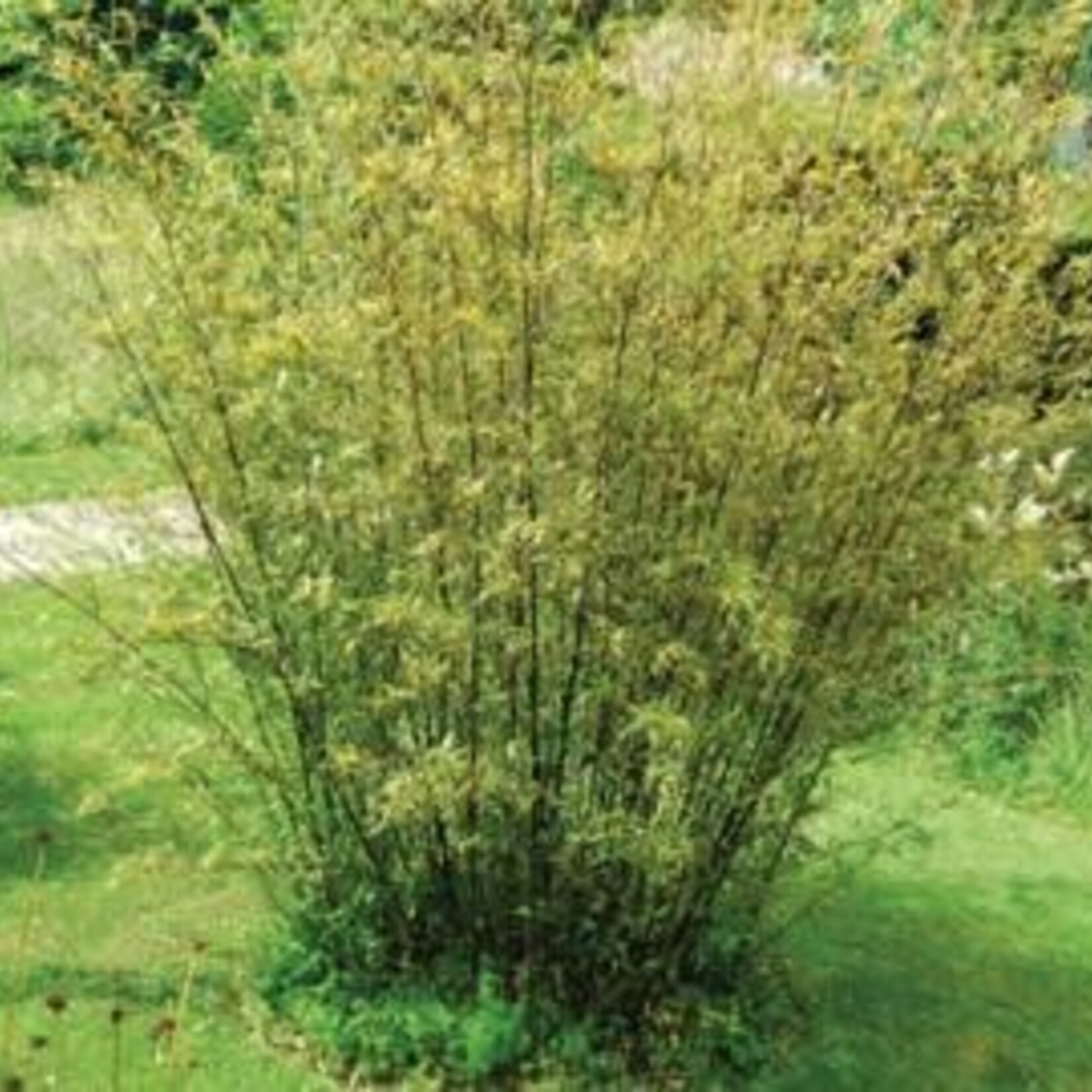 BAMBOO, 'GOLDEN GODDESS', 5G