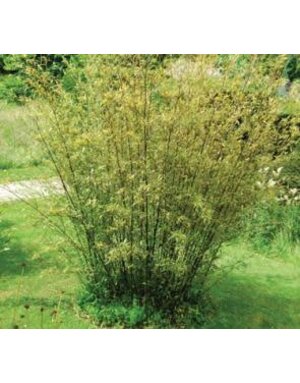 Bamboo ‘Golden Goddess’ 5 Gallon