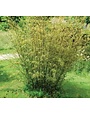 Bamboo 'Golden Goddess' – Non-Invasive Clumping Bamboo (5 Gallon)