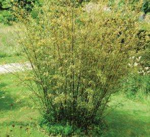 Bamboo 'Golden Goddess' – Non-Invasive Clumping Bamboo (5 Gallon)