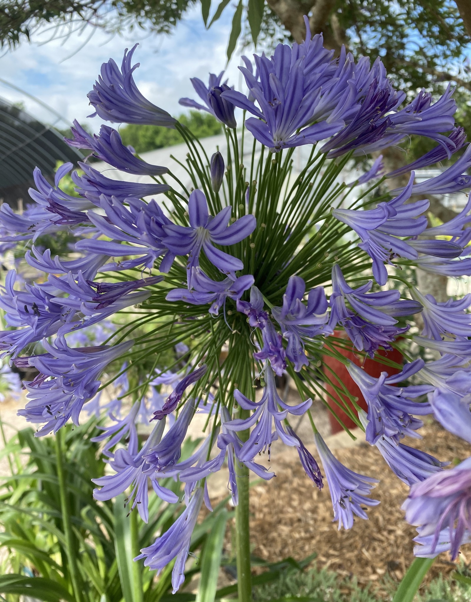 AGAPANTHUS Storm Cloud, Dark Blue 3G 16.99 Growers Outlet