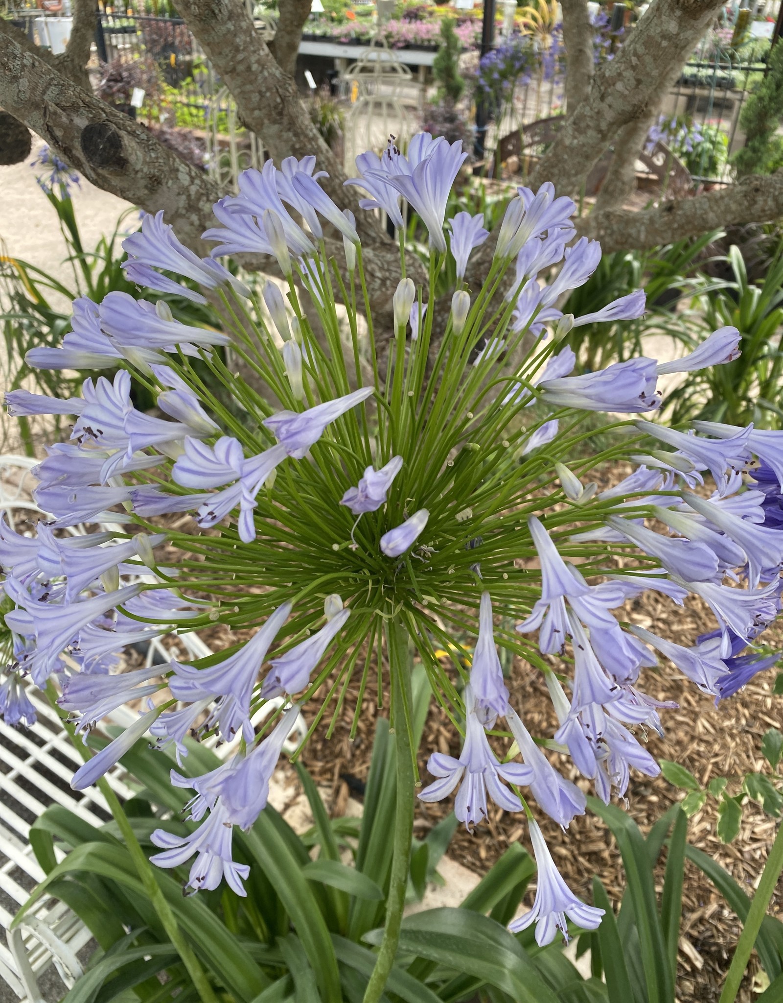 AGAPANTHUS BLUE 3G Growers Outlet