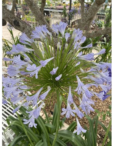 AGAPANTHUS, 'BLUE', 3G