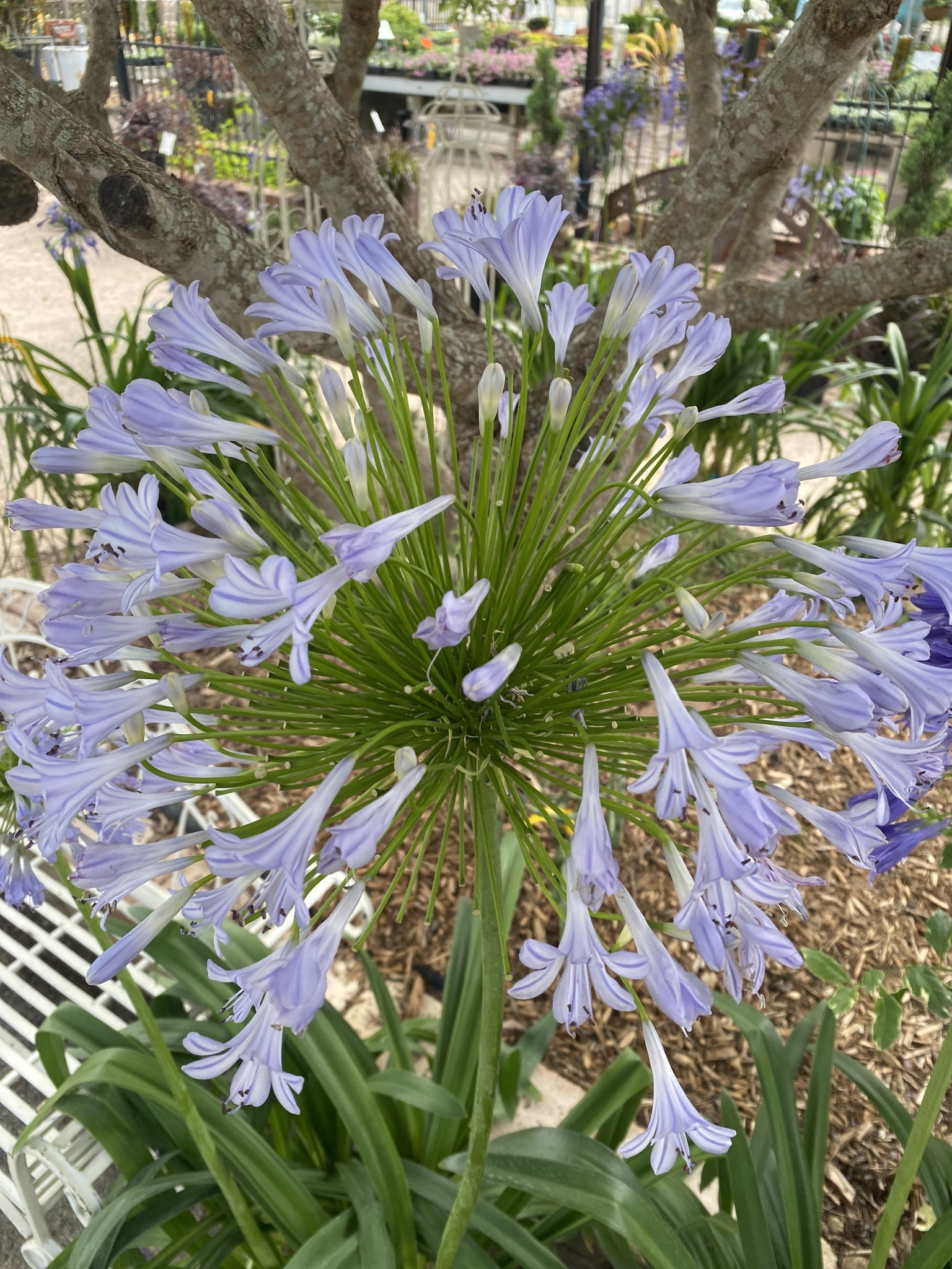 BLUE AGAPANTHUS, 3 GALLON