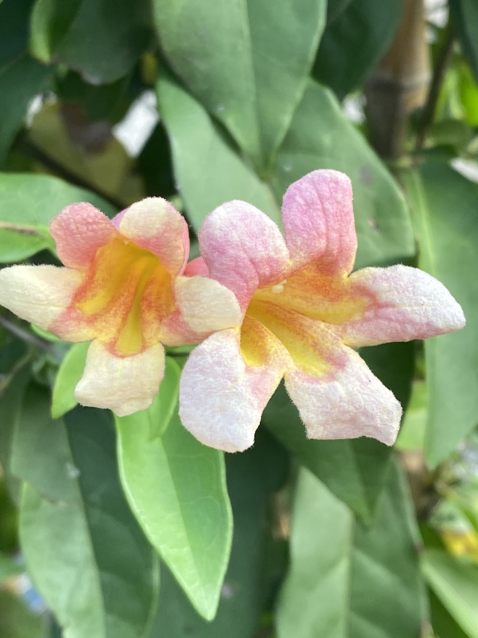 TANGERINE BEAUTY CROSSVINE, 5 GALLON