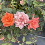 ROSE, 'KNOCK OUT' CORAL 3G