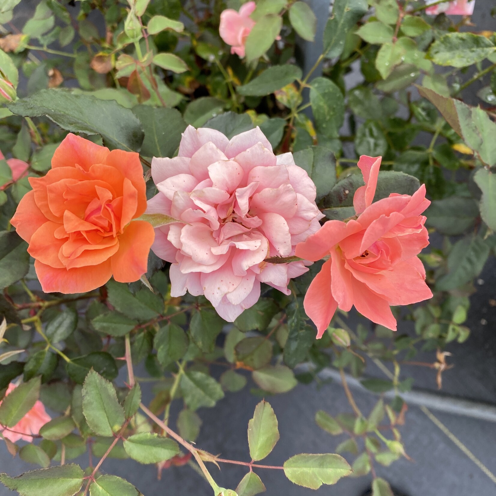 coral rose bush