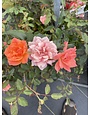 CORAL KNOCK OUT ROSE BUSH, 3 GALLON