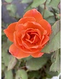 CORAL KNOCK OUT ROSE BUSH, 3 GALLON